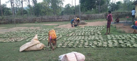 तेन्दूपत्ता संग्रहण की नई पहल से अबुझमाड़ के 22 गांवों को मिला लाभ